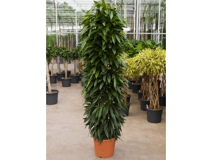 Ficus Binnendijkii Alii Pestovani (binnendijkii Alii, Ficus binnendijkii Alii, Ficus binnendijkii, může vést) Ficus Binnendijkii Alii Pestovani