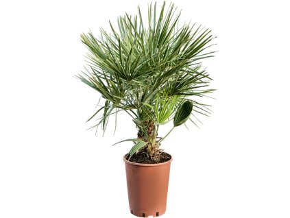 Chamaerops humilis, průměr 20 cm