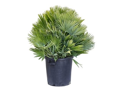 Chamaerops humilis Vulcano, průměr 40 cm