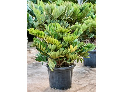 Zamia furfuracea, průměr 40 cm