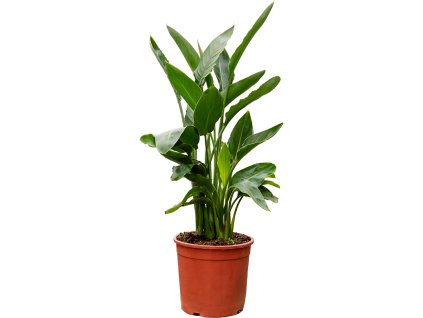 87554 strelitzia reginae prumer 20 cm