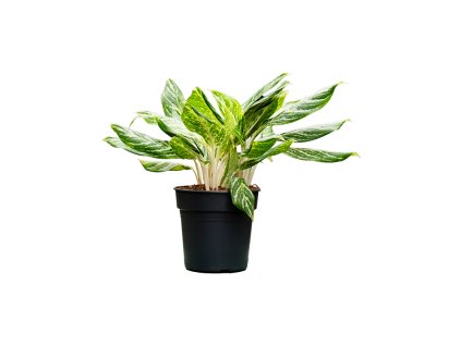 87557 aglaonema madonna prumer 21 cm