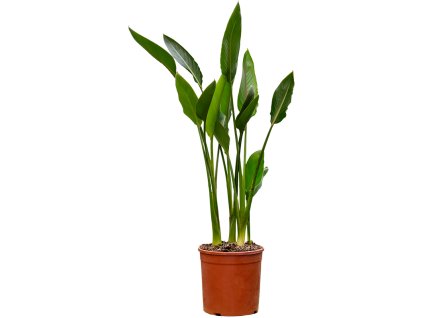 87566 strelitzia reginae prumer 25 cm
