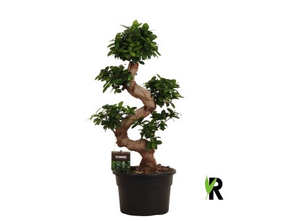 87584 ficus microcarpa ginseng prumer 23 cm