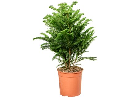 87587 araucaria heterophylla prumer 19 cm