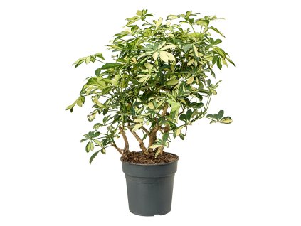 87614 schefflera arboricola trinette prumer 24 cm