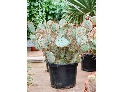 87635 opuntia macrocentra prumer 35 cm