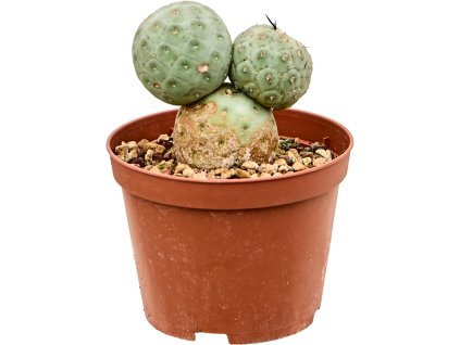 Tephrocactus geometricus, průměr 10 cm