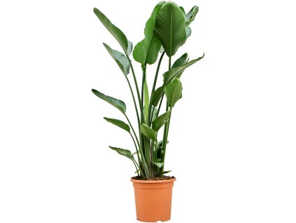 86158 strelitzia nicolai prumer 30 cm