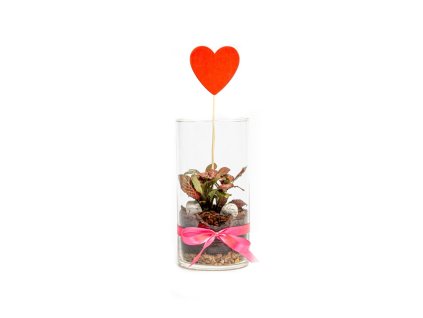 Skleněná váza TILIA, 10x20 cm osázené Fittonia red