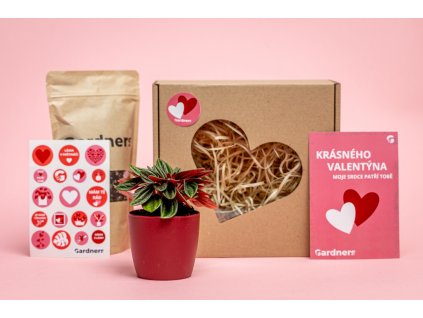 Valentýnská sada Peperomia caperata Rosso s květináčem a substrát