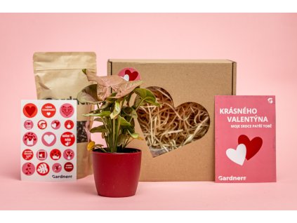 Valentýnská sada Syngonium podophyllum Pink s květináčem a substrát