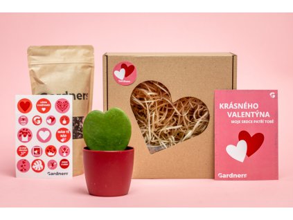 Valentýnská sada Hoya kerrii s květináčem a substrát
