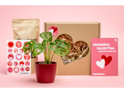 Valentýnská sada Monstera Monkey mask s květináčem a substrát