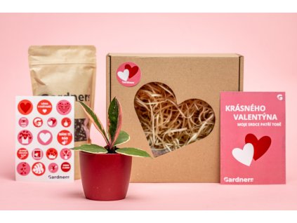 Valentýnská sada Hoya Flamingo Dream s květináčem a substrát