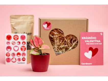 Valentýnská sada Aglaonema Red Dragon s květináčem a substrát