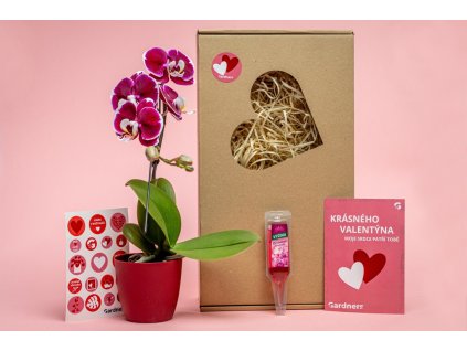 Valentýnská sada Phalaenopsis s květináčem a výživou