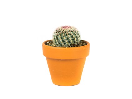 Gardners.cz Echinocereus Rubrispinus, průměr 8,5 cm