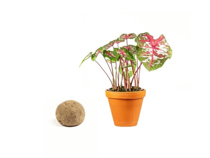 Gardners
