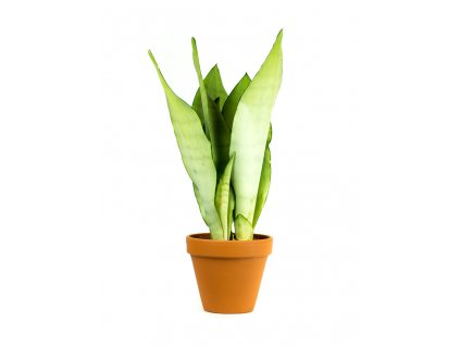 Sansevieria trifasciata Moonshine, průměr 9 cm  Sanseveria, Tchýnin jazyk, Tenura