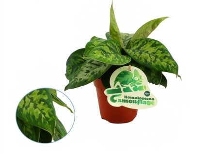 Gardners.cz Homalomena wallisii Camouflage, průměr 12 cm