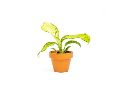 Dieffenbachia Snow, průměr 6 cm