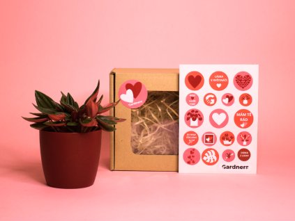 Dárková sada z lásky (3)