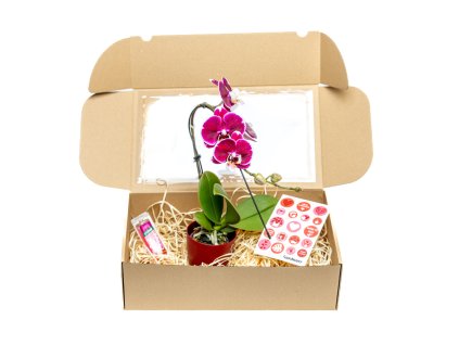 Dárková sada z lásky - Phalaenopsis s květináčem