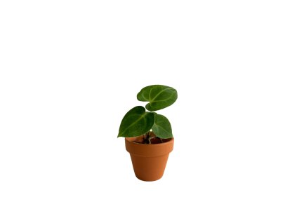 Anthurium clarinervium, průměr 6 cm