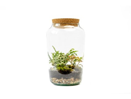 Skleněná dóza STIPA s korkovým špuntem, 30x17 cm osázené vlhkomilně