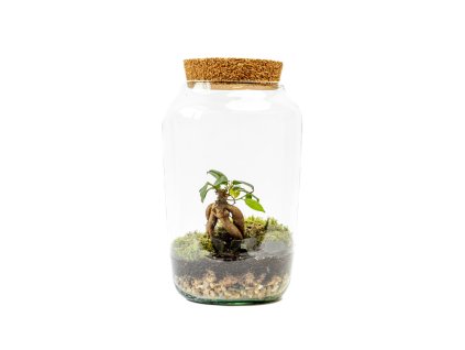 Skleněná dóza STIPA s korkovým špuntem, 30x17 cm osázené Ficus Microcarpa Ginseng