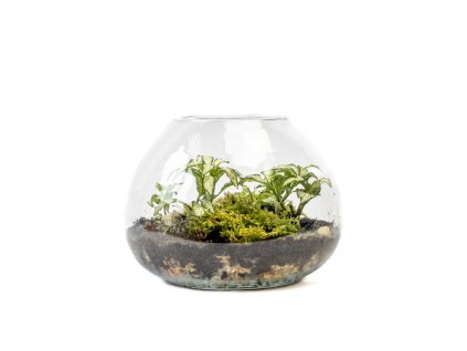 Skleněná váza LARIA, průměr 20 cm osázené vlhkomilně