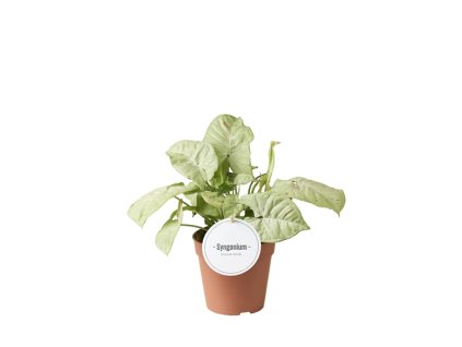 Syngonium Confetti, průměr 12 cm