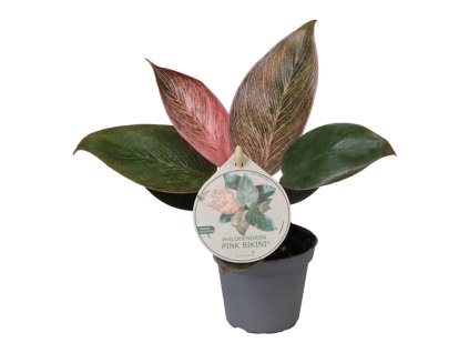 Philodendron Pink Bikini, průměr 6 cm