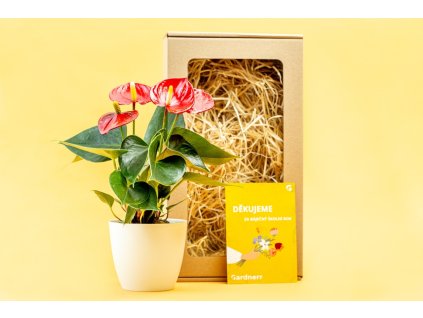 ková sada pro učitele %22Anthurium s květináčem%22