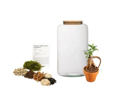 Skleněná dóza PAEONIA OSÁZEJ SI SÁM Ficus microcarpa ginseng, L