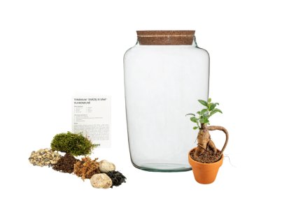 Skleněná dóza STIPA OSÁZEJ SI SÁM Ficus microcarpa ginseng, L