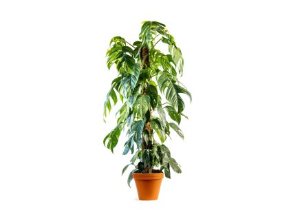 89918 epipremnum albo variegata prumer 24 cm zachran kytku
