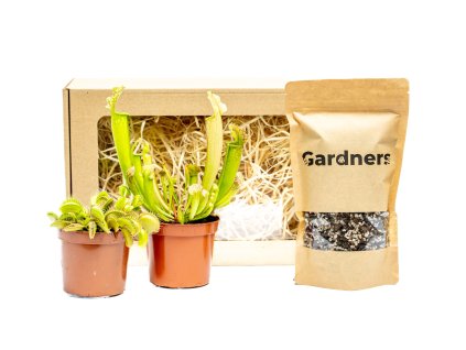 Set masožravek Dionaea + Sarracenia a substrát v dárkovém balení  Mucholapka podivná, Špirlice