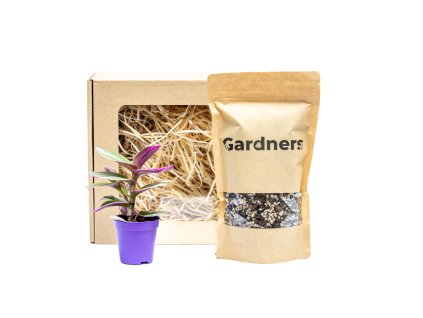 Set Tradescantia albiflora NANOUK a substrát v dárkovém balení  Podeňka, voděnka