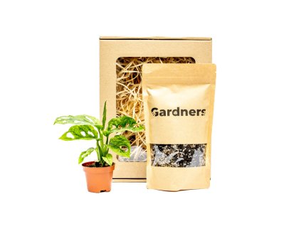 Set Monstera adansonii Mint a substrát v dárkovém balení  Monstera, Adansonova monstera, Švýcarský sýr