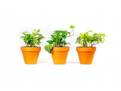 89 hedera helix mix prumer 9 cm
