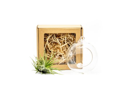 Aerárium s Tillandsií Ionantha green v dárkovém balení Tillandsie, kykatka