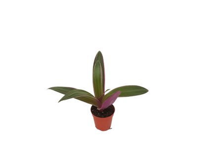 Tradescantia spathacea Sitara, průměr 5 cm  Podeňka, voděnka
