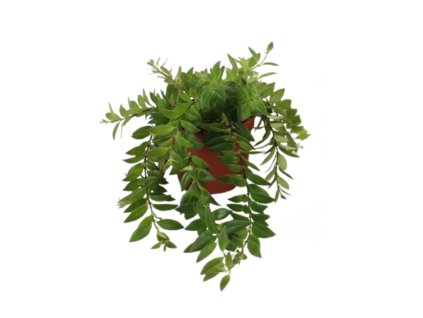 Aeschynanthus Caro Improved, průměr 12 cm