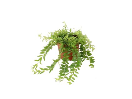90740 aeschynanthus japhrolepis prumer 12 cm