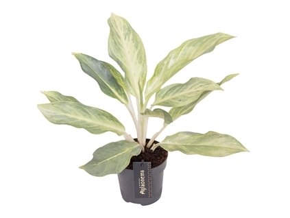 90752 aglaonema aqua green prumer 12 cm