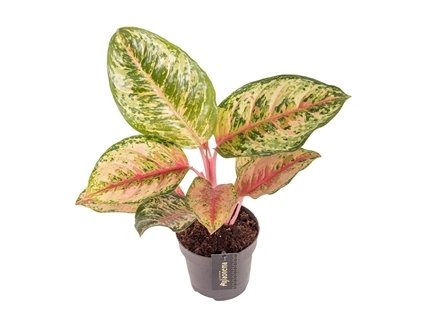 90755 aglaonema carnival queen prumer 12 cm