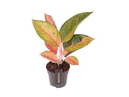 90767 aglaonema gala red prumer 12 cm