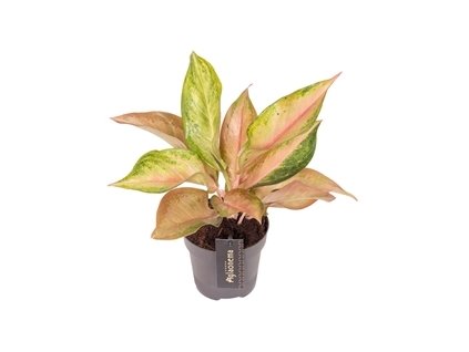 90770 aglaonema guave pink prumer 12 cm